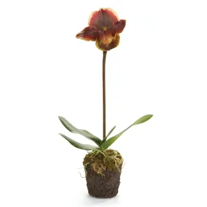 Napa Home Garden, LADY SLIPPERS 20" DROPIN BURGUNDY,k109brd